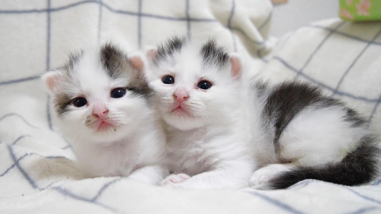 ヨチヨチ歩きの子猫がママに猛突進して、身だしなみを整えてもらう【赤ちゃん猫　保護猫】