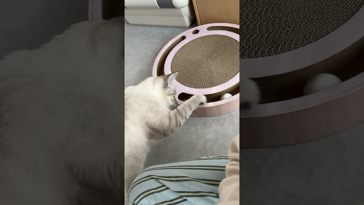猫壱をちょんちょんする猫　#シャムトラ #元保護猫 #シャムミックス  #cat #猫耳 #kitten  #猫耳 #siamesemix