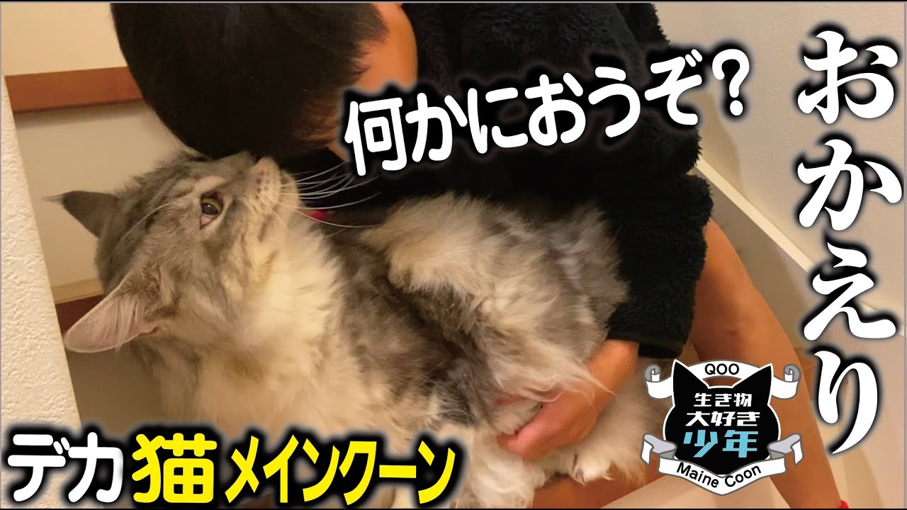 【メインクーン】留守番していた大型猫が、キャンプから帰ってきた少年の匂いの異変に気付く。