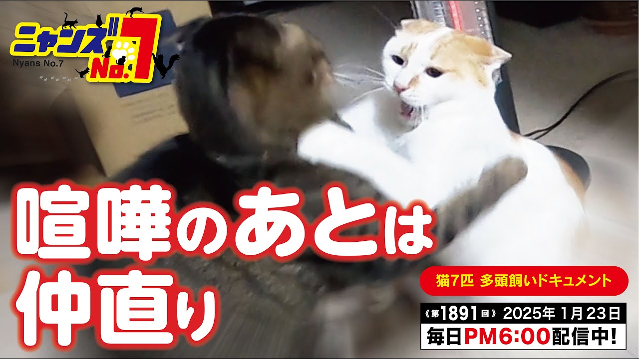 《第1891回》喧嘩のあとは仲直り