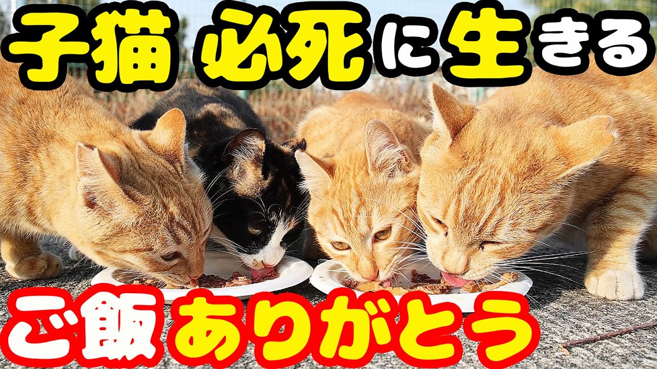 子猫と母猫が肩よせ合って必死にご飯を食べる姿が・・・ さくらねこへの給餌 癒され野良猫動画