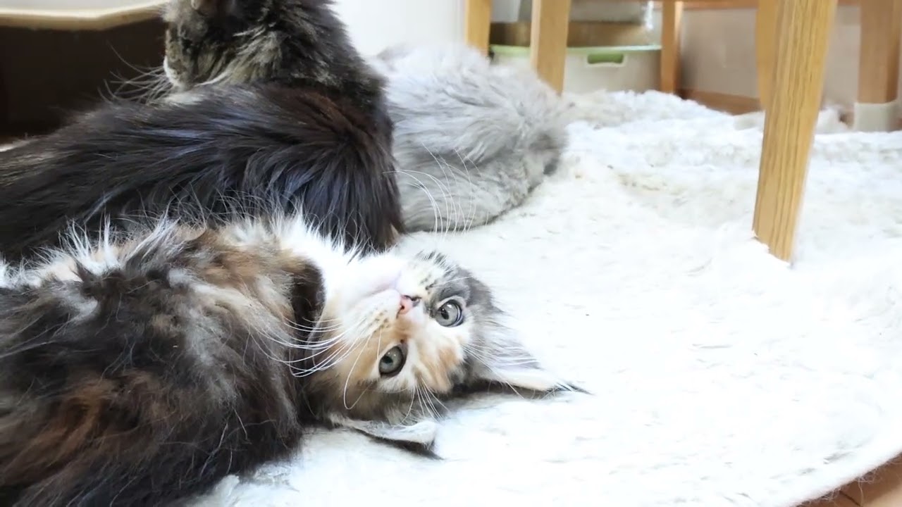 瞳が魅力的なメインクーン子猫つばきちゃん