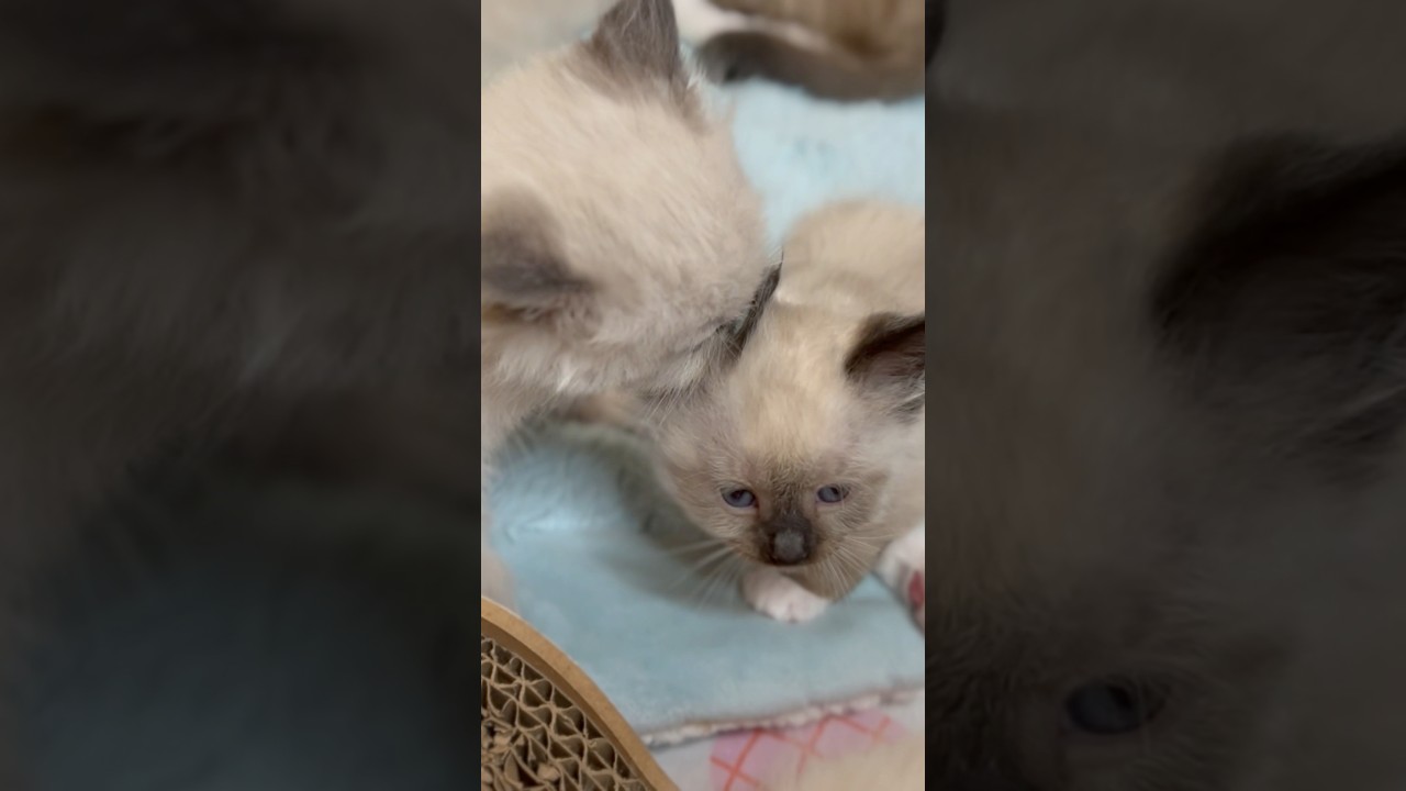 小さな未熟児弟子猫の毛繕いして可愛がるお姉ちゃん猫 #shorts #ラグドール #love