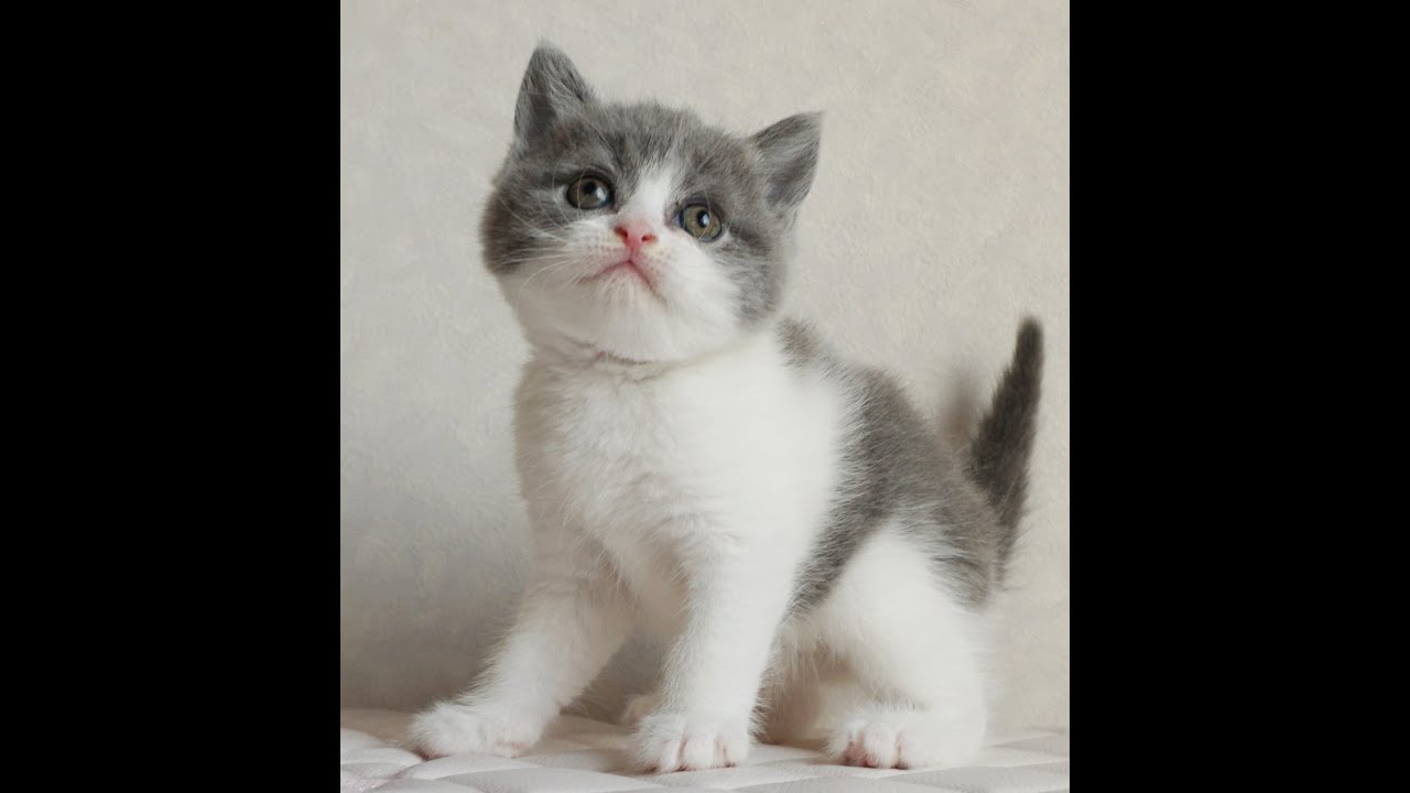 ブリティッシュショートヘアー子猫　British Shorthair　2024.12.12産まれ　ブルータビー　女の子　シーダキャット猫のお店