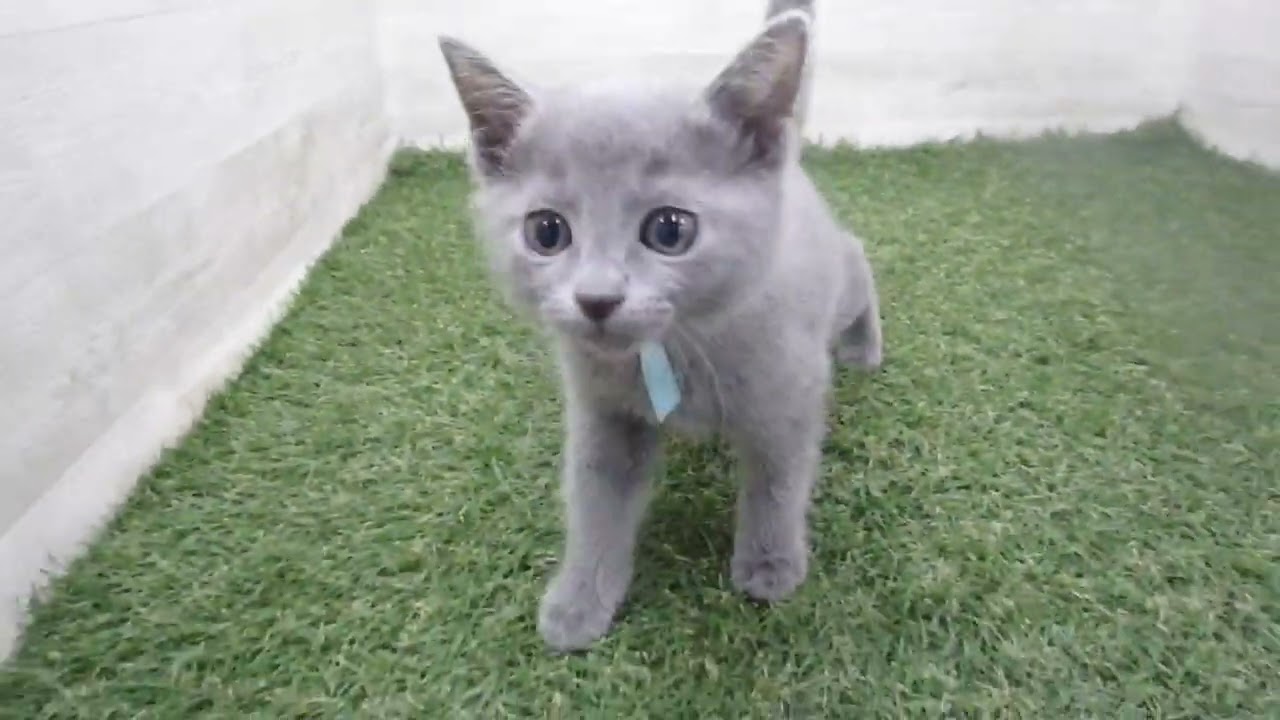 Coo&RIKU　No.00705924 ロシアンブルー