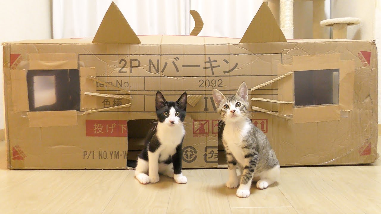 子猫達のために巨大ダンボールで家を作ってみた！