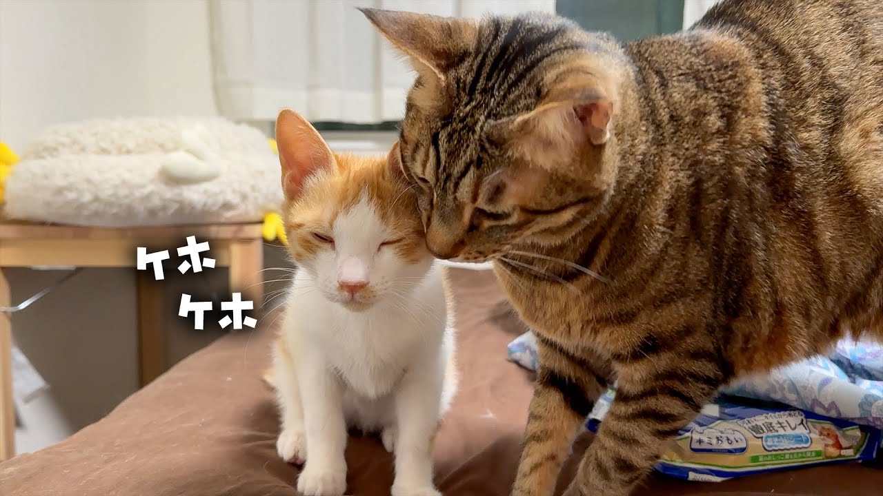 咳き込む子猫を心配して寄り添ってあげるティガーがイケメンすぎました。