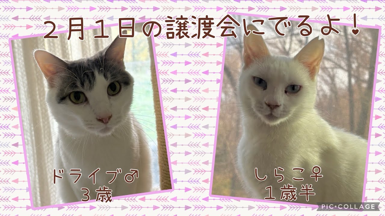 【譲渡会】2025年2月1日(土)猫にゃんネットワーク府中さん主催の譲渡会に参加の猫(ドライブ、しらこ)を紹介！【ラブハピ府中支部】