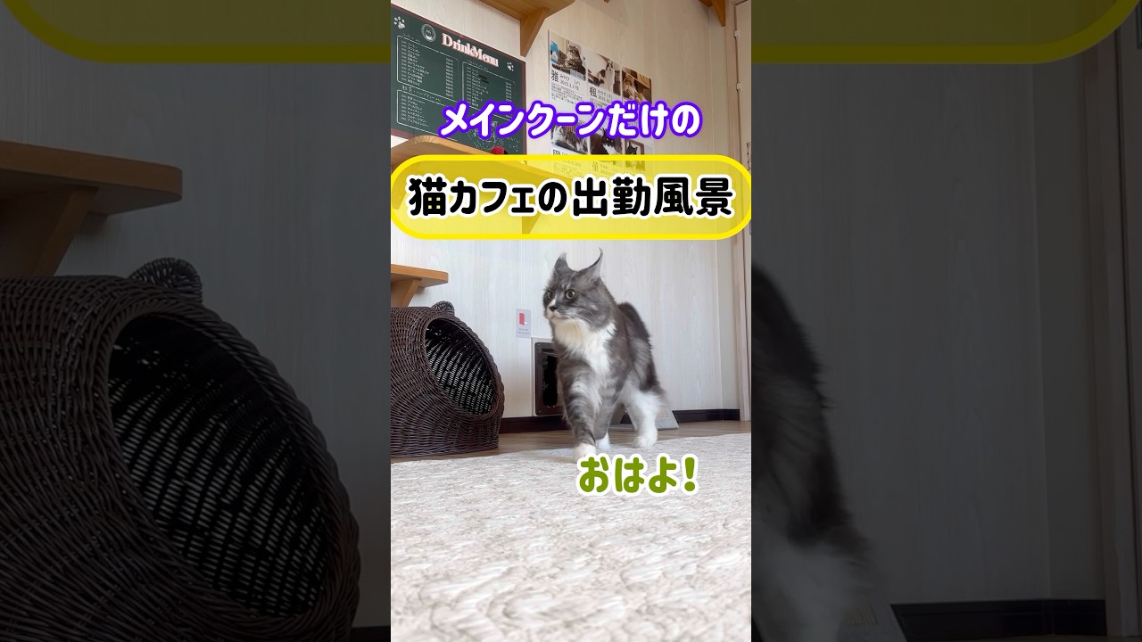 メインクーンだけの【猫カフェの出勤風景】#cat #cooncat #mainecat #もふ