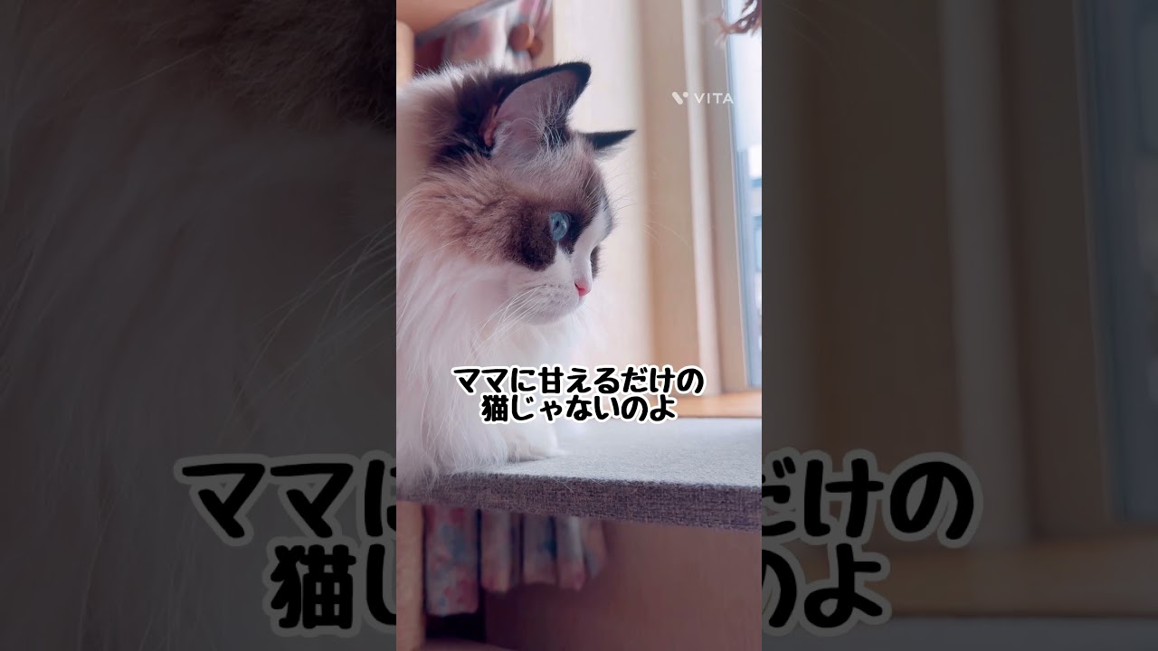 【美猫の正体は？】#猫#猫のいる暮らし #ラグドール #shorts
