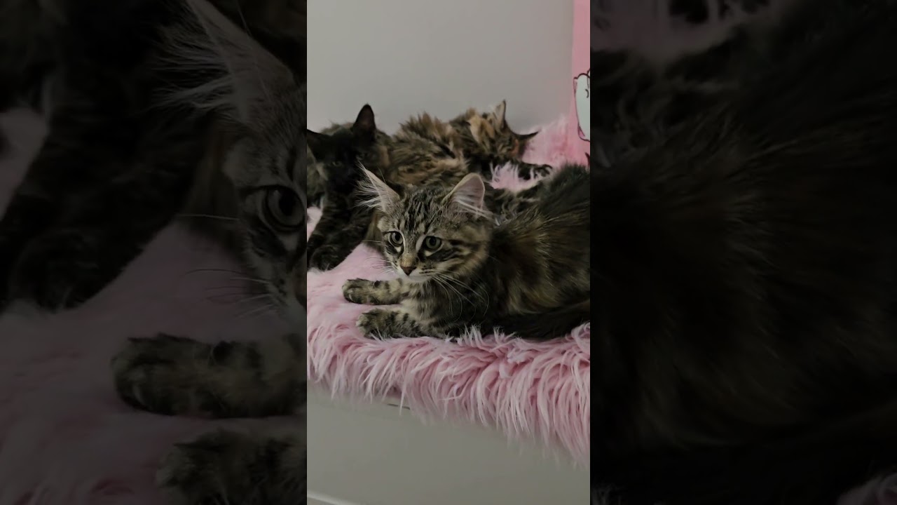Kitten room at Topeka Cat Cafe