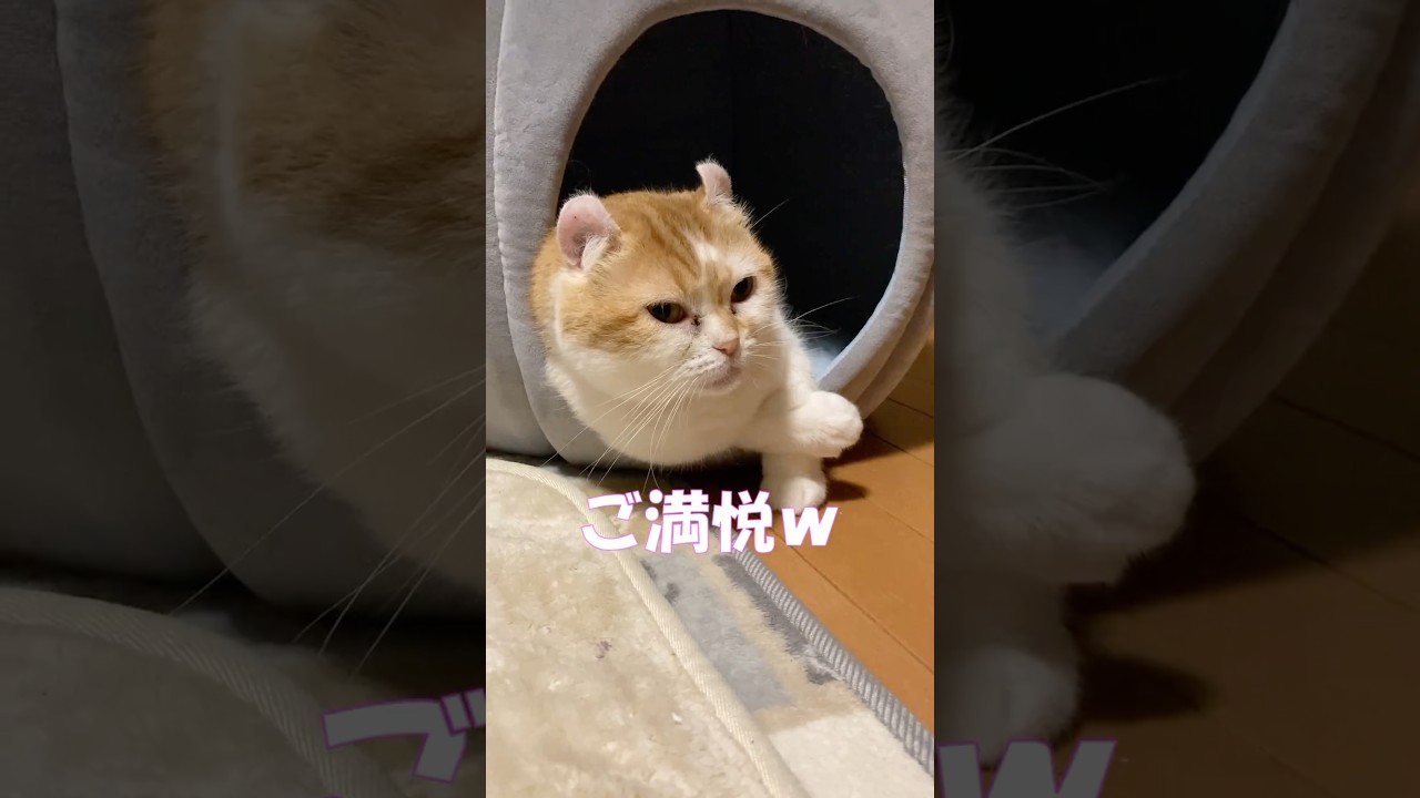 ご満悦な猫  #cat #猫のいる暮らし  #アメリカンカール