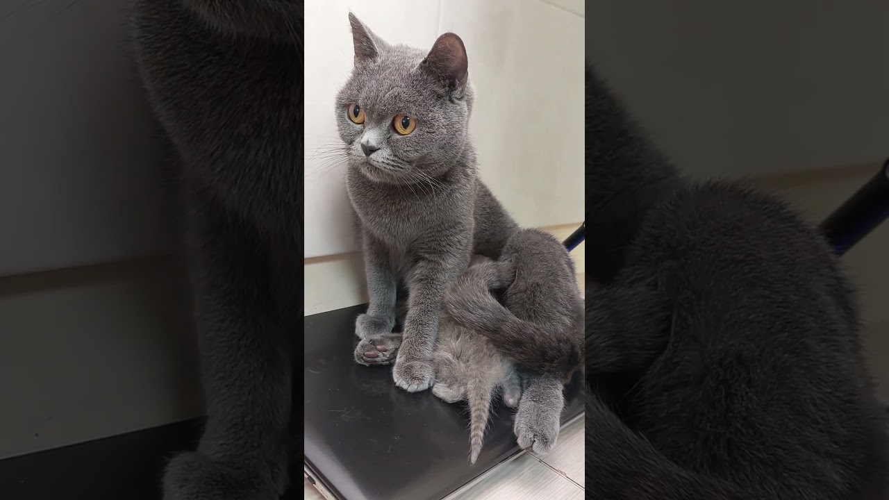 🐱 #cat