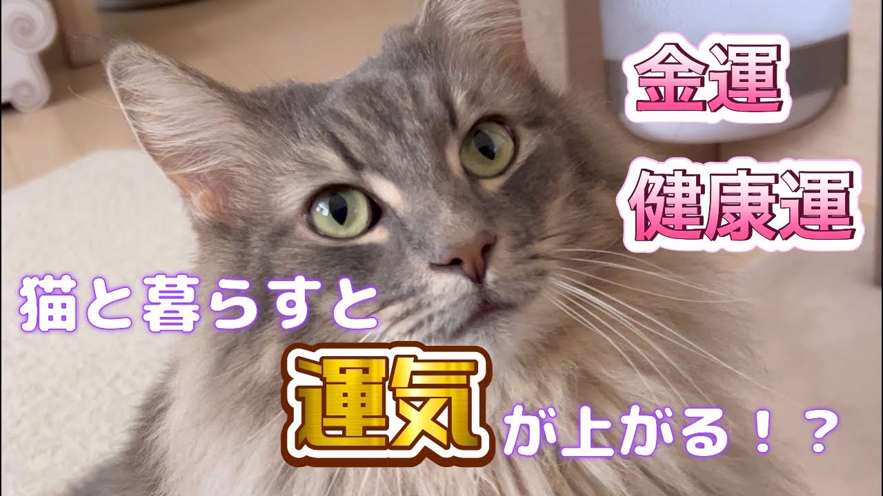 猫と暮らすと運気があがる！？ #猫動画 #ノルウェージャンフォレストキャット #アビシニアン #サイベリアン #cat