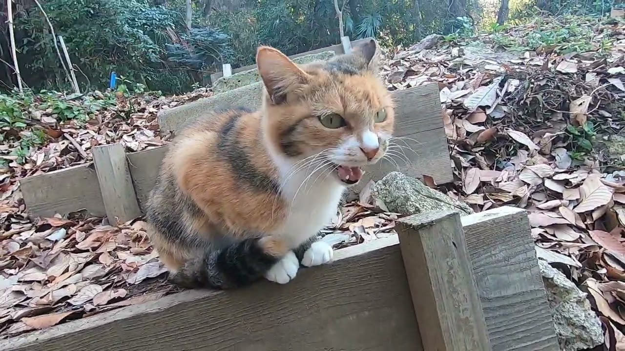 オス猫を睨むもやっぱり怖くて逃げる娘猫