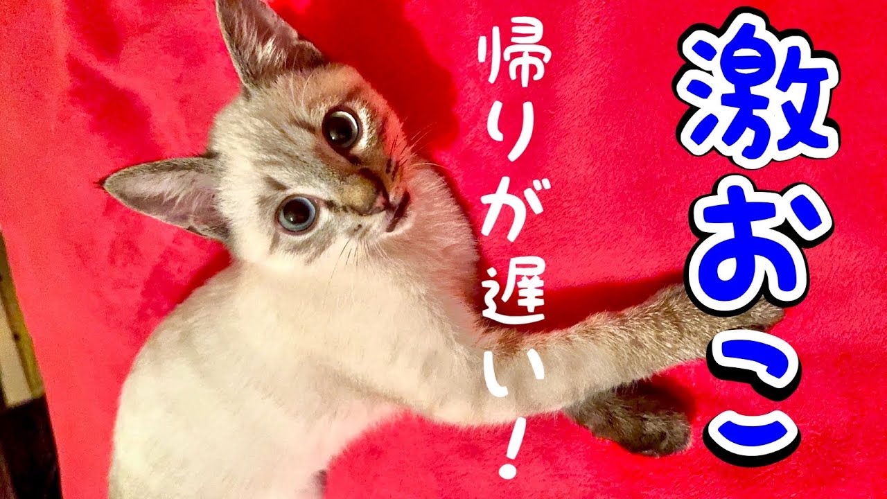 1日留守にして帰宅したら子猫にめちゃ怒られました。。ジルベール成長記