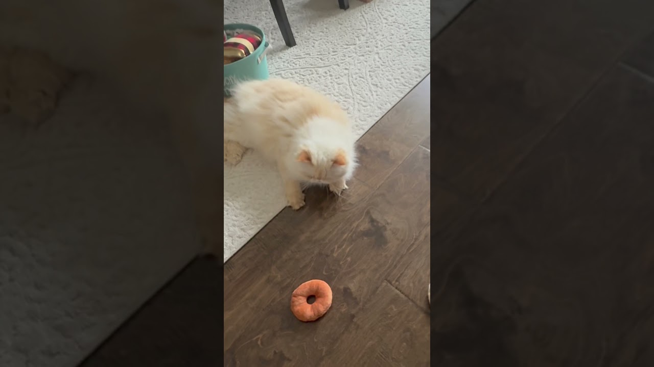 A must have catnip donut toys.