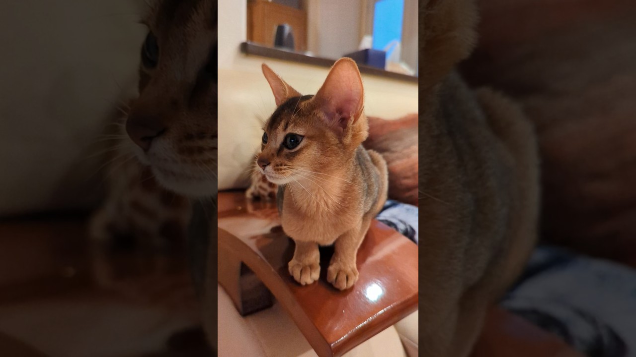 I'm Abygayle and I'm SUCH a Pretty Kitty