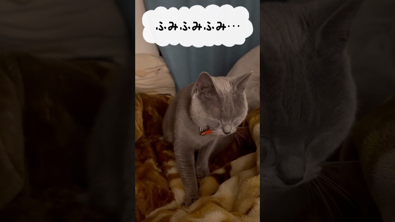 ふみふみアーティストのつむやま〜【シャルトリューつむやまのふみふみは芸術だ！日記】 #ねこ #シャルトリュー #cat #chartreux #猫のいる暮らし #猫ふみふみ #ふみふみ  #ネコ