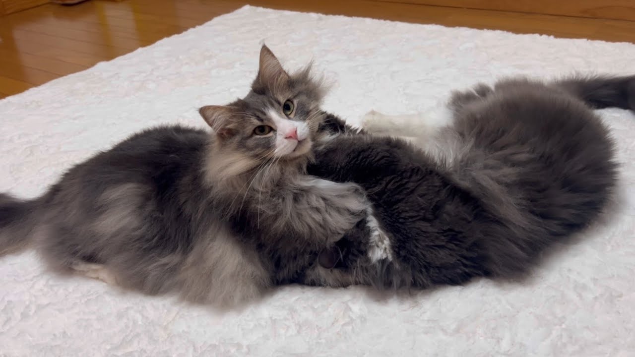 【どっちが優勢⁉︎】毎日バトルする、元気なノルウェージャンフォレストキャットとターキッシュアンゴラ♡