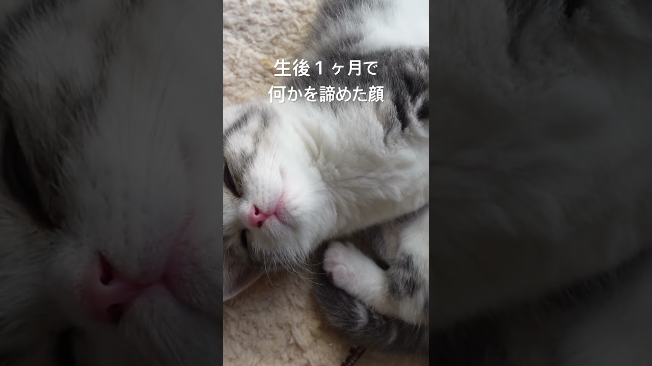 生後1ヶ月のチビマンチカンが何かを諦めた顔してた #子猫 #ねこ #マンチカン