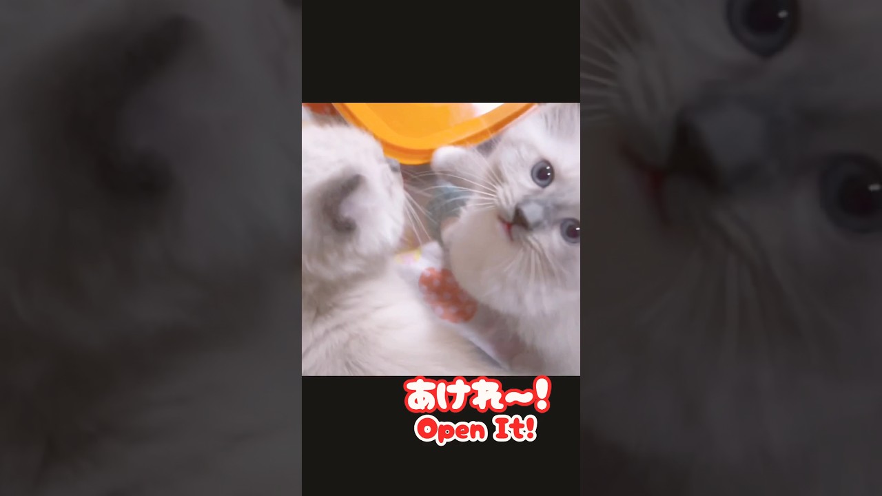 注文の多い子猫ww #shorts #ラグドール #子猫