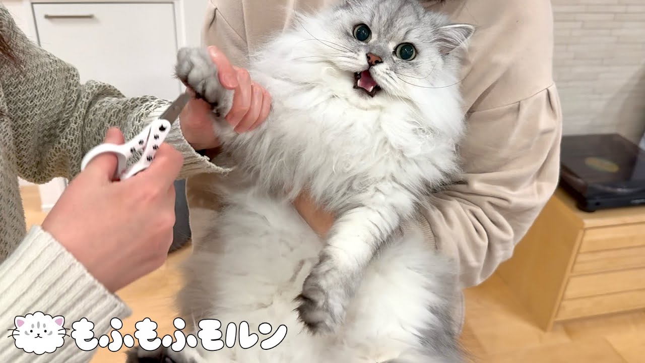 猫が怒った原因は…？ 【サイベリアン】