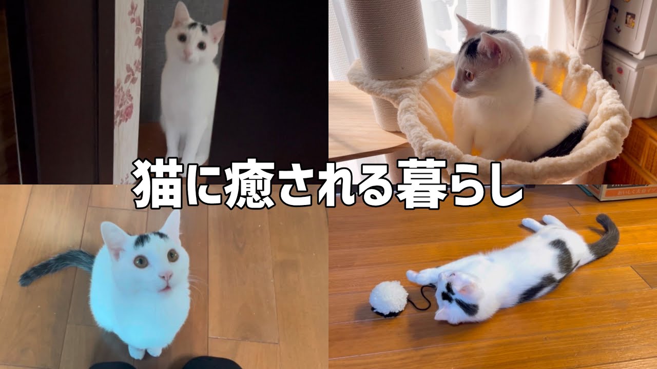 猫のいる暮らしに癒される日々、可愛い猫のミルねーさん＃ねこ＃cat＃保護猫
