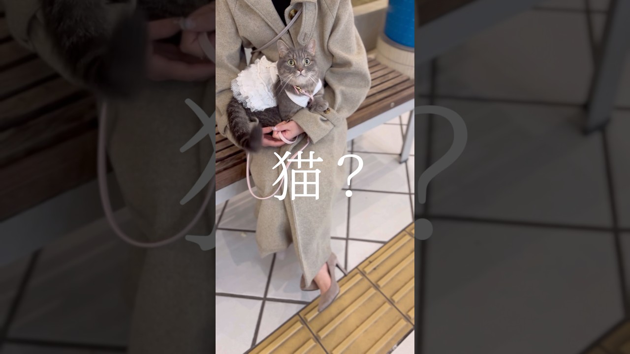 猫と散歩していたら変な人に絡まれました#shorts #猫 #マンチカン
