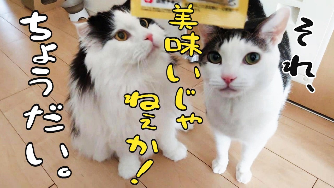 売れ残ったスコティッシュを迎えて12年後...大食いパンダに成長した結果、ウ○チのサイズが牛だった！