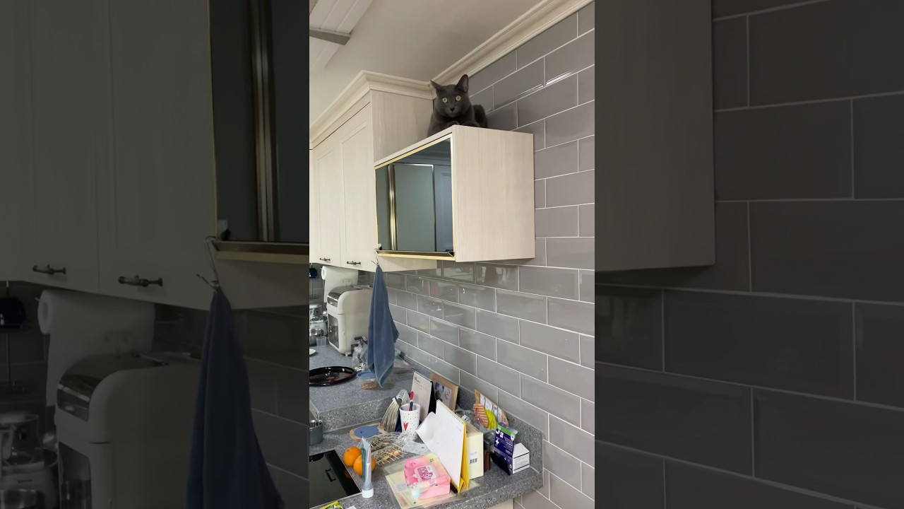 고양이는 높은 곳을 좋아해.. #야옹이 #cat #러시안블루 #고양이 #cute #cutecat