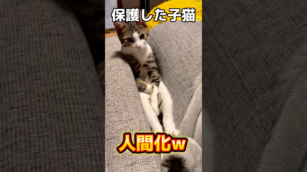 子猫の人間化が止まらない件について #shorts #子猫 #保護猫 #猫 #猫のいる暮らし #catlover