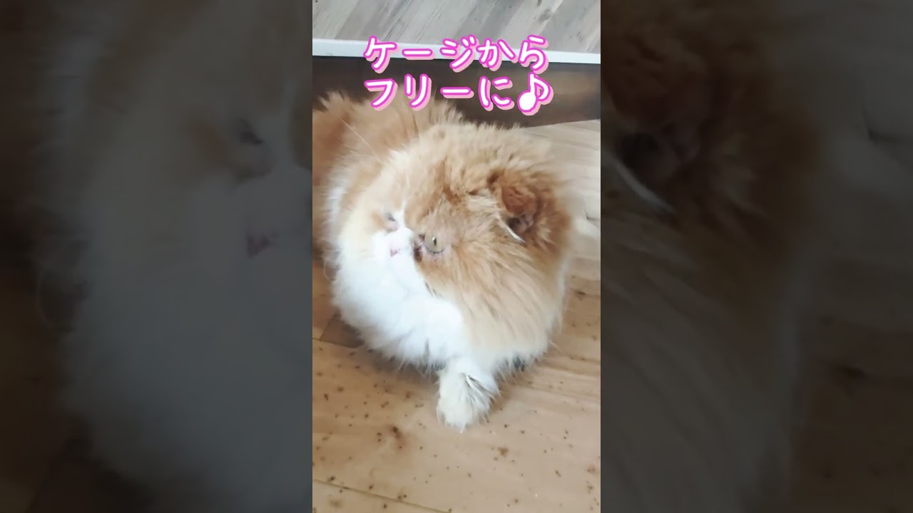 スコティッシュフォールドの「スー」今までケージ生活しかしたことがない子がフリーに😳#保護活動筑豊 #宮若市 #ちび天 #保護活動 #里親募集中 #猫がいる生活 #保護猫