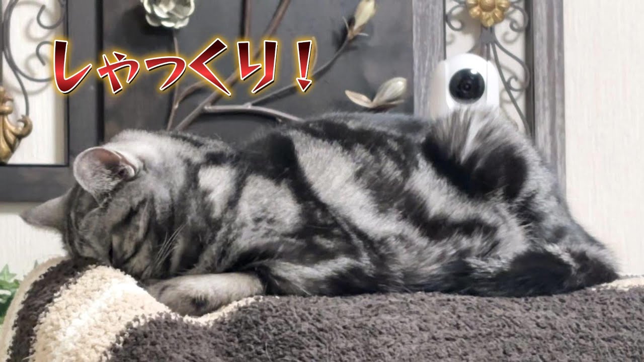 ごめん寝しながらしゃっくりが止まらないねこ。