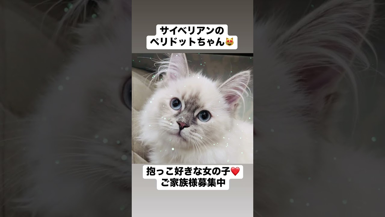 #サイベリアン の#子猫 のペリドットちゃん😻抱っこ好きな女の子❤️ご家族様募集中#吉祥寺 のロイヤルキャッツにて抱っこできます。#ペットショップ でお待ちしてます。