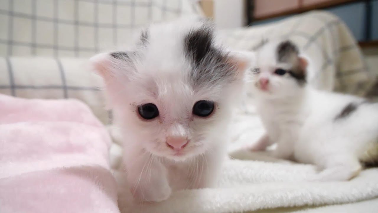 初めて嗅ぐ匂いに大興奮の子猫ちゃんですが、ヨチヨチありきでソファーから飛び降りる？【赤ちゃん猫　保護猫】