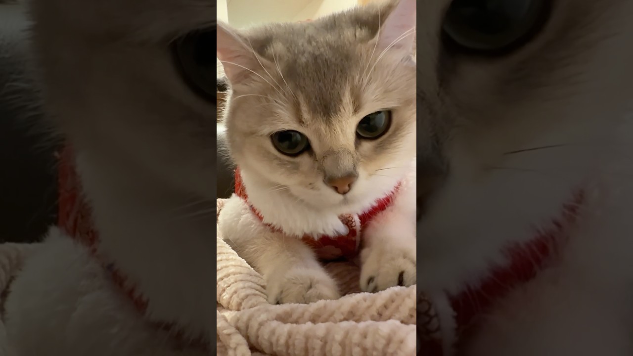 Kami daily 24.Jan.2025