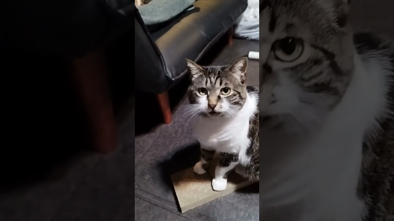 【野良猫から家猫へ】茶トラ　サバシロ　シャム猫ミックス #cat