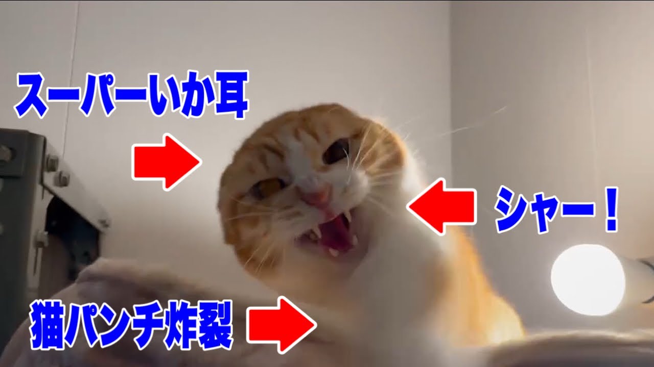 【なじゅDAY】ヤツ！は特に主役ではありません