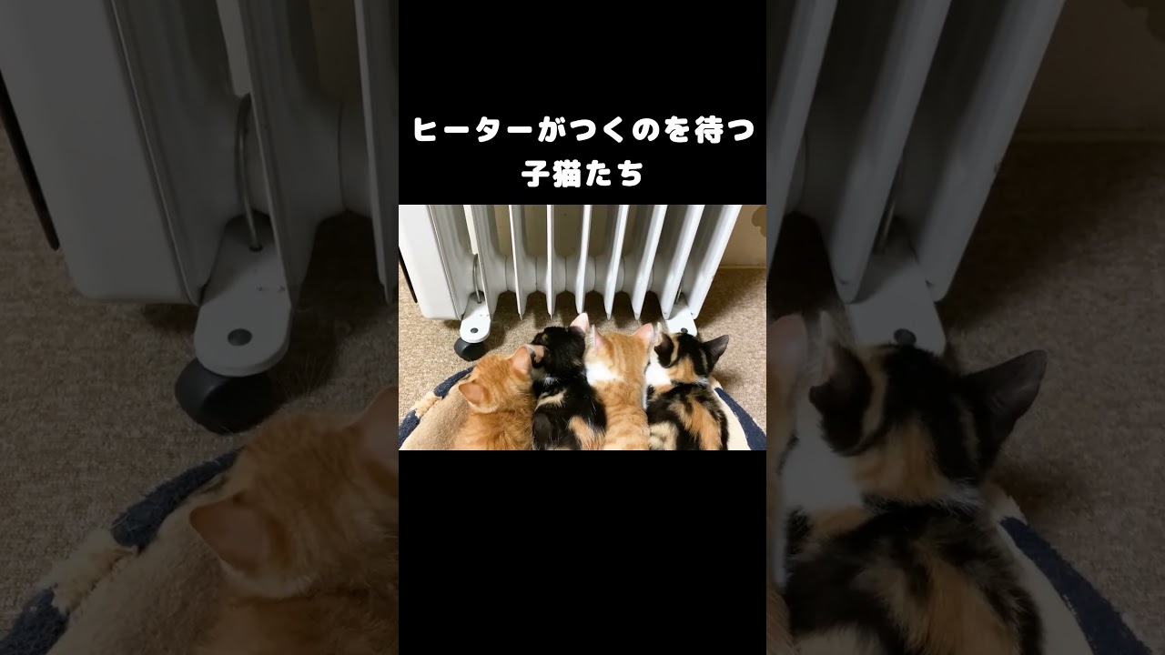 ヒーターがつくのを待つ子猫たち #保護子猫