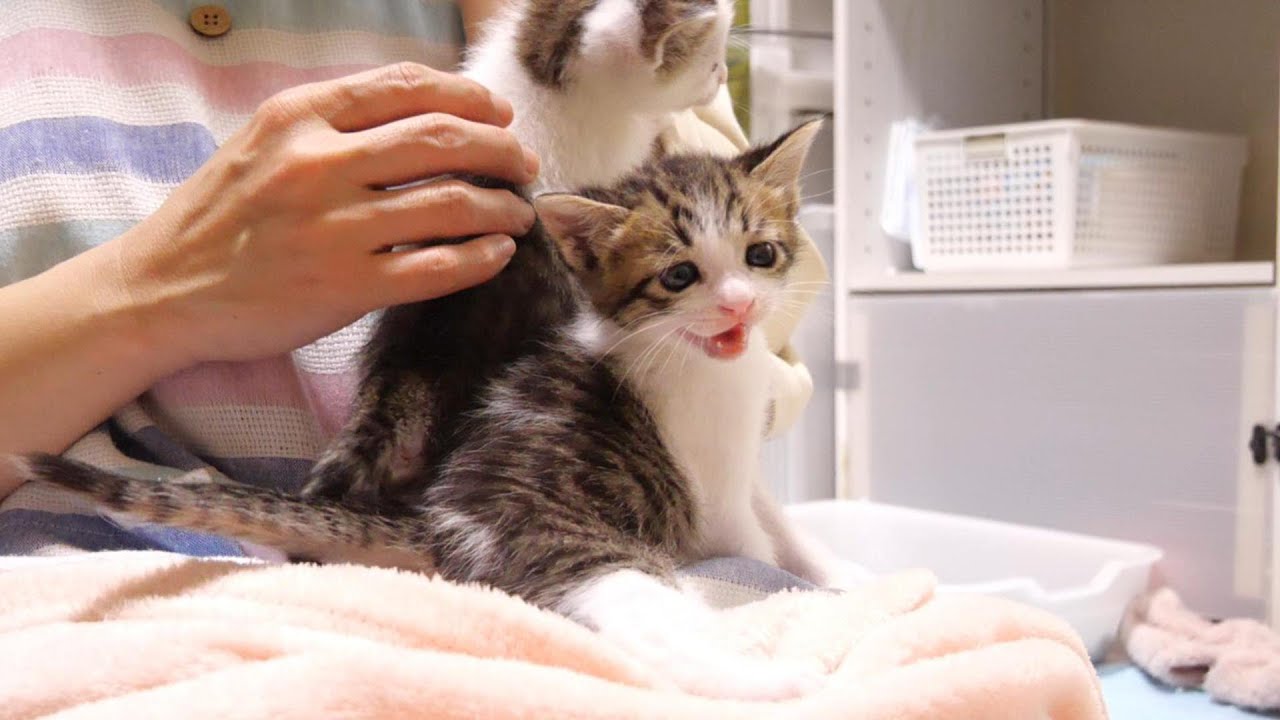 初めてお皿からミルクを飲む子猫達。哺乳瓶からの卒業【赤ちゃん猫　保護猫】