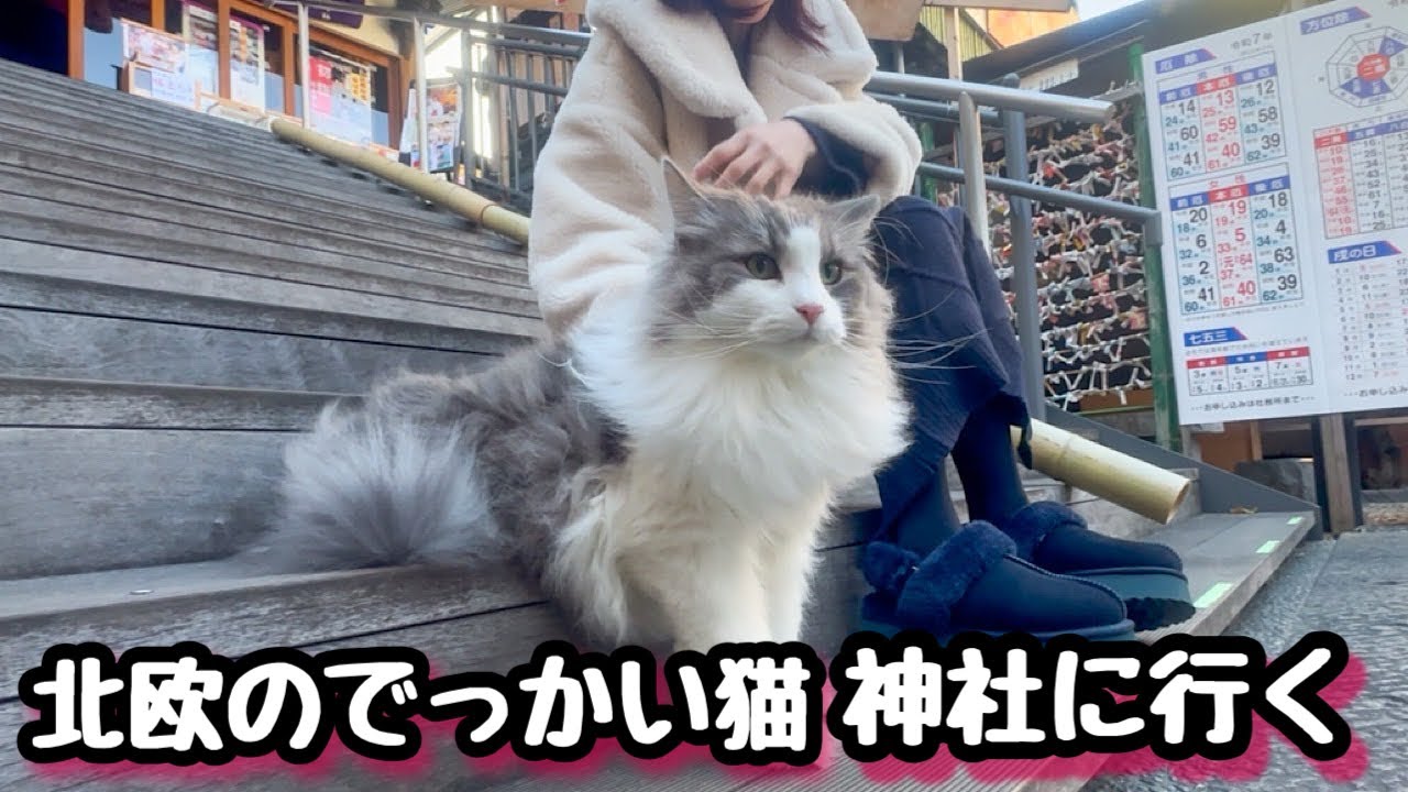 ノルウェージャンフォレストキャットは神社でも人気者になりました