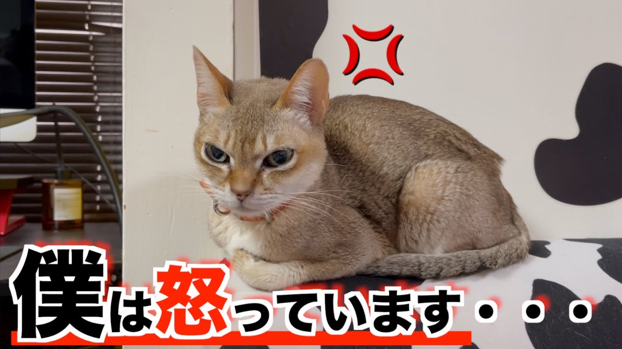 この猫は何故怒っているのでしょう？