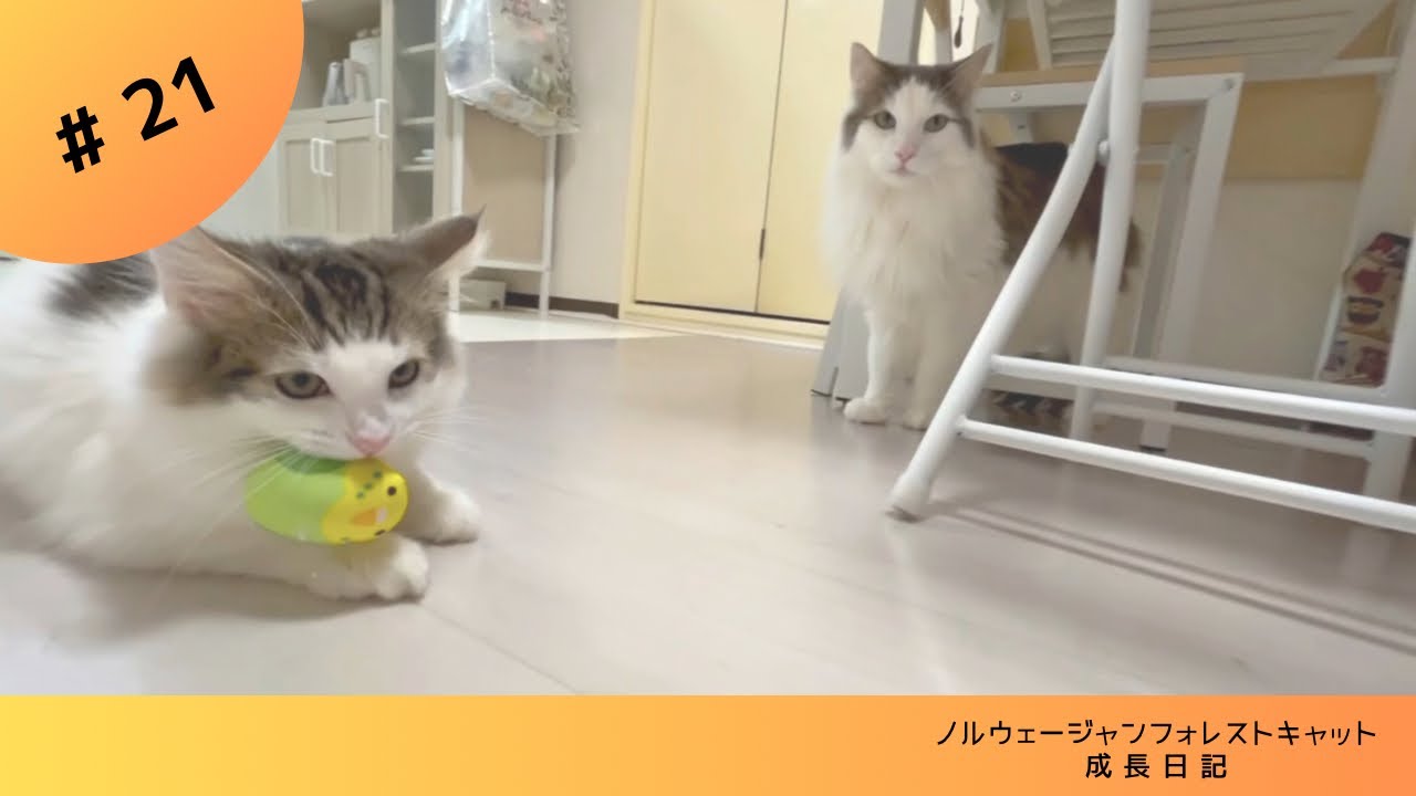 【子猫】おもちゃをくわえて威嚇 #ノルウェージャンフォレストキャット #子猫