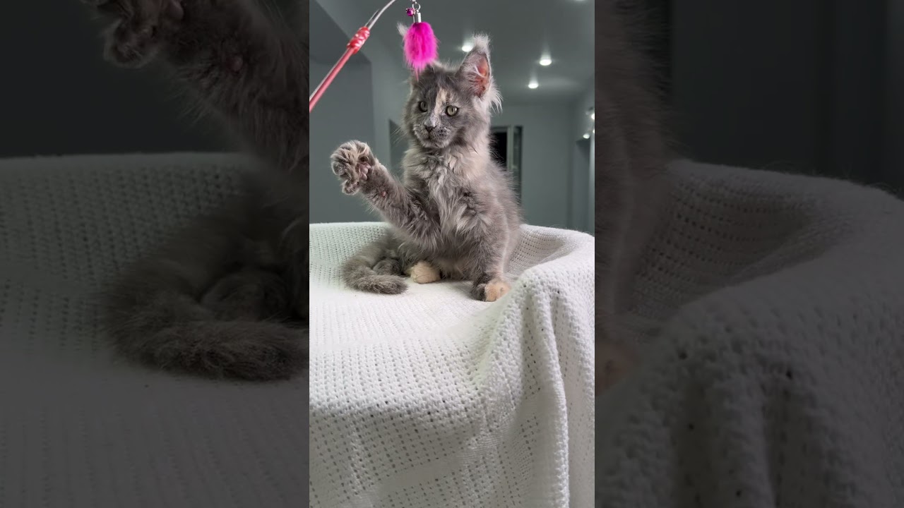Beautiful Blue-Cream Tortoise Maine Coon Female Kitten Available Now | Purebred Kitties