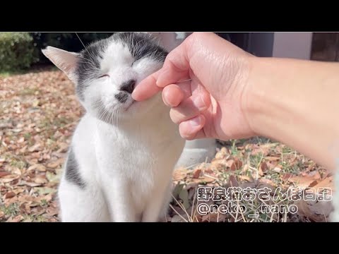 お日さまが暖かくてボーッとしてるハチワレの顔が可愛すぎる