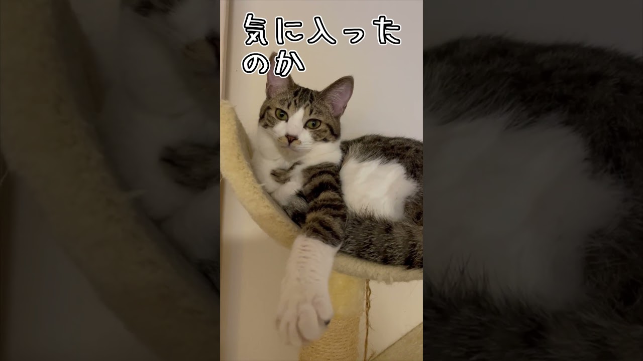 キャットタワーの頂上を気に入るうちの子猫 #shorts #猫 #子猫