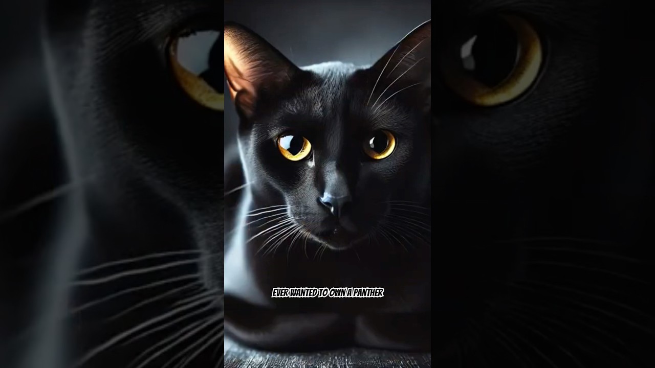 Black Panther or House Cat? Meet the Bombay! 🖤🐾 #cutecat #facts