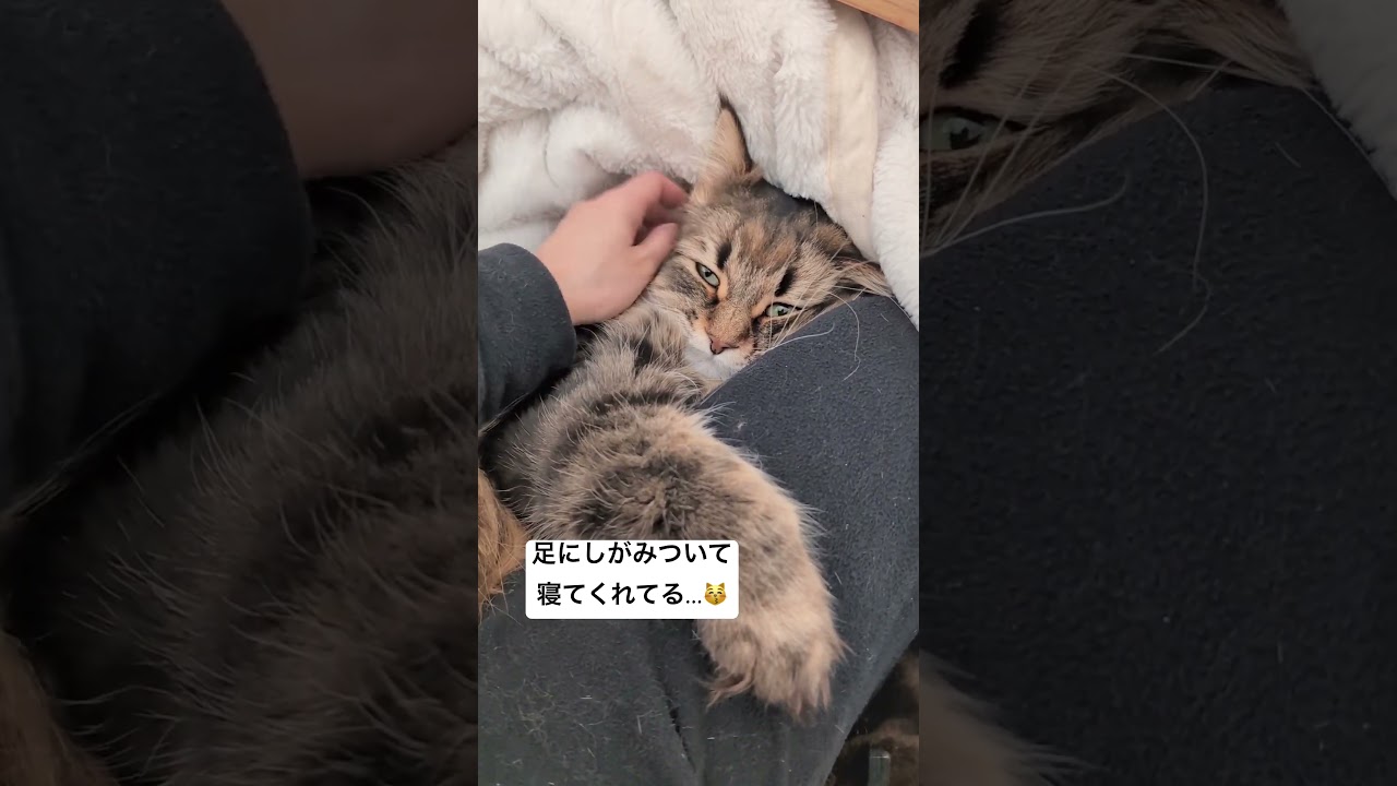 ハグ添い寝😽 #サイベリアン #猫 #添い寝猫 #添い寝