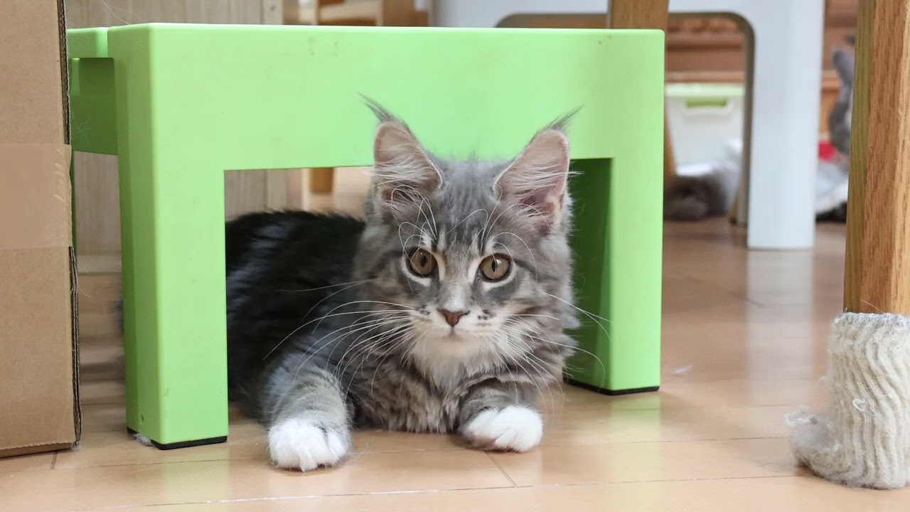 家に来て20日メインクーン子猫ノートちゃん